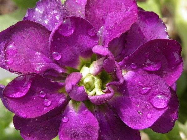 Резеда Тукманова