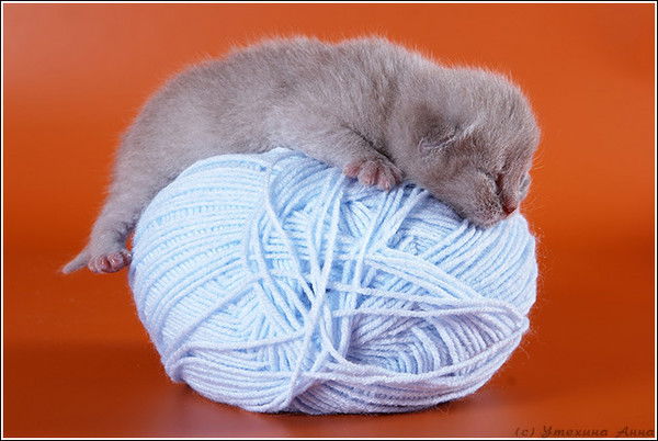 Алмат Кариев