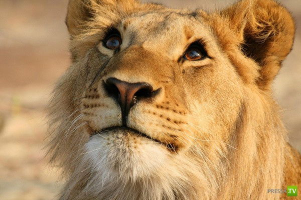 Светлана Свет