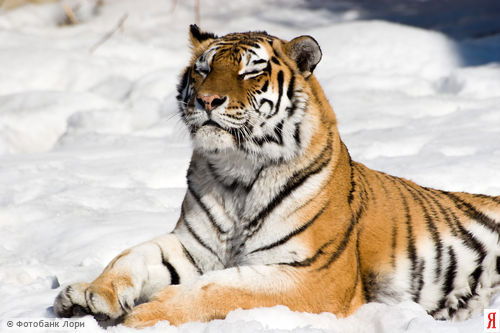 Светлана Чаусова