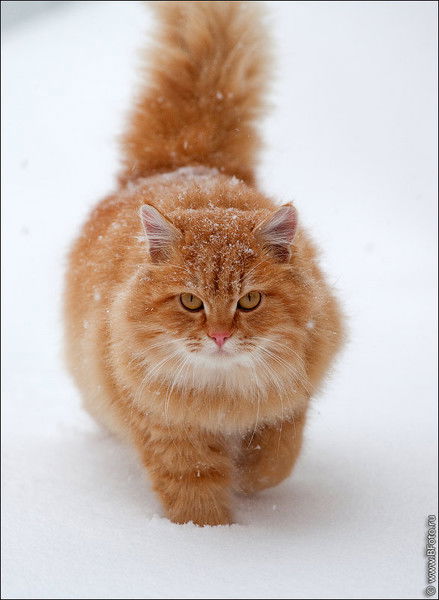 Александр .