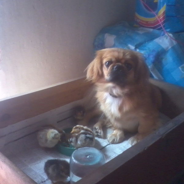 Наташа Драна