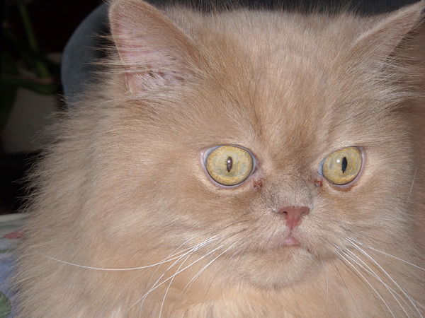 Наталья Синюшкина