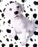 Алмаз Алимов