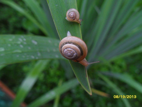 Наталья Колобова