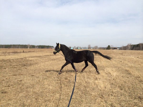 Юлия Прямкова