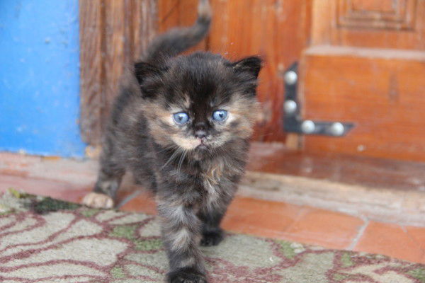 Татьяна Саттарова