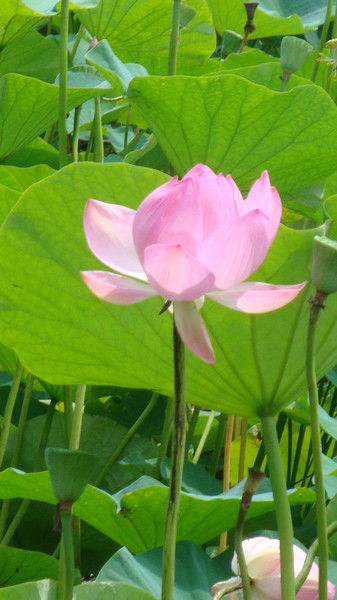 Альбина Боченина