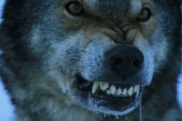 Михаил Мазалов