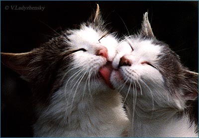 Татьяна Майкова