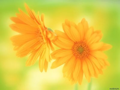 Алия Рахимбаева