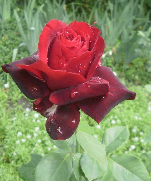 Наталия Ладеева