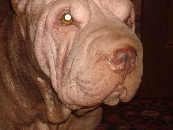 Нина Павлюченкова