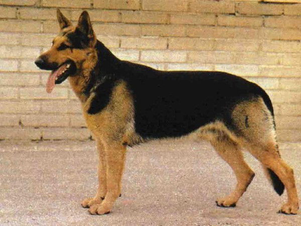 Игорь Грачёв