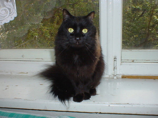 Елена Елена