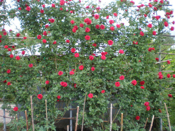 Наталья Ильина