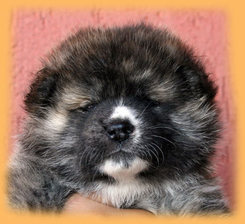 Ирина Глазкова