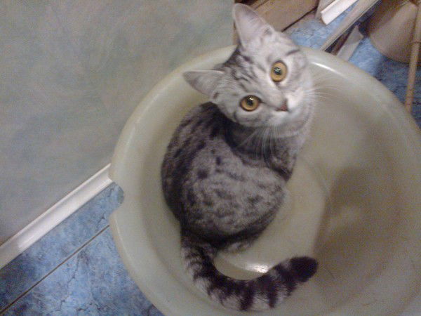 Натусик Натусик