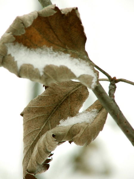 Денис Горюшин