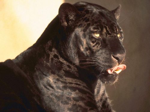 Ирина Фролова