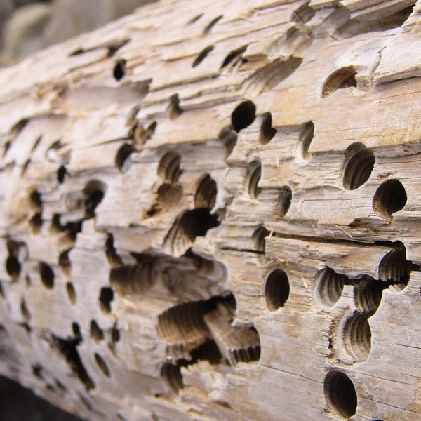 Светлана Багуцкая