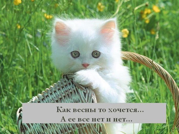 Алла Танкова