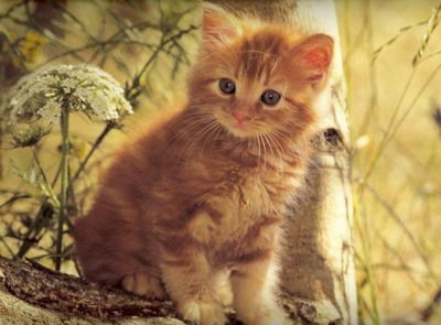 Лена Доманская