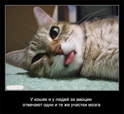 Владимир Белоконь