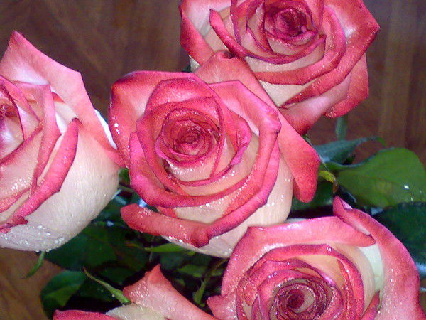 Светлана Степанова