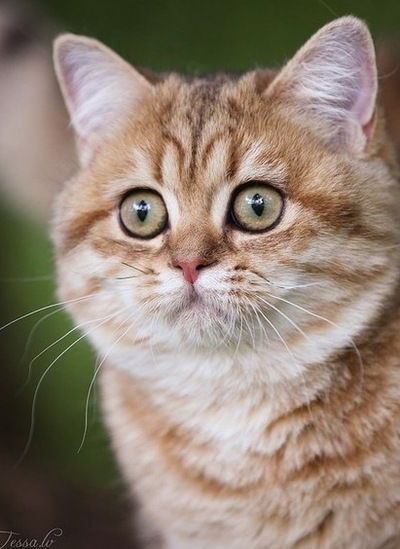 Лана Гимаева