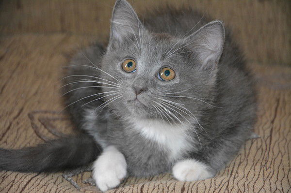 Алла Звягинцева