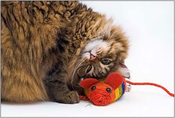 Дмитрий Захаров