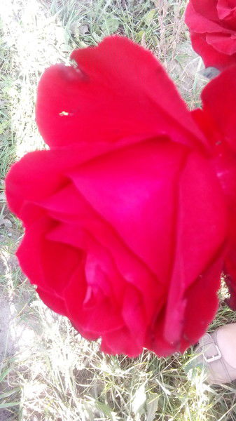 Людмила Неверова