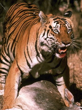 Вадим Мясников