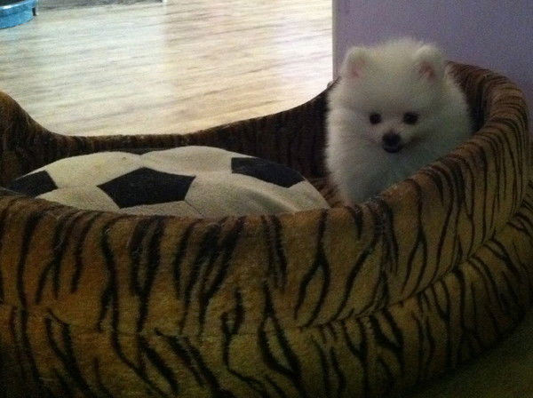 Oleksandr Konchakovskyy