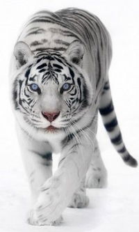 Светлана Садовникова