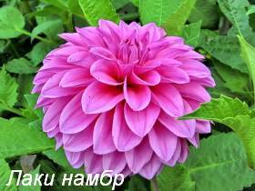 Любовь Бакланова