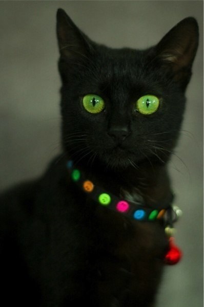 Феодосия Романова