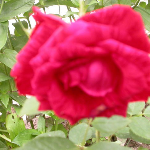 Таня Рудина