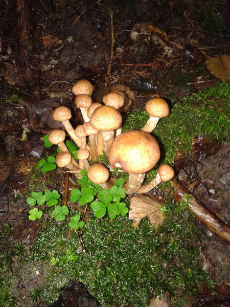 Саня Лапиков