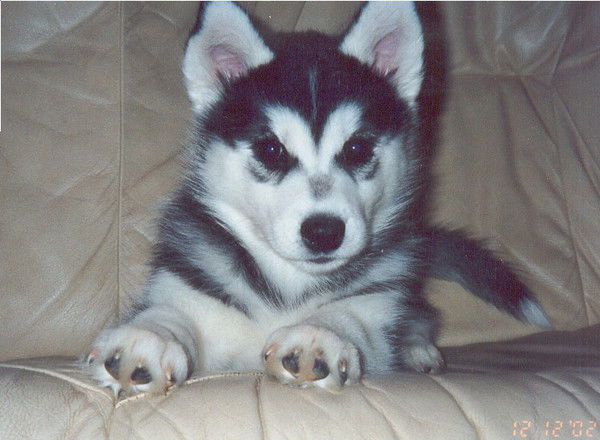 Михаил Ильченко