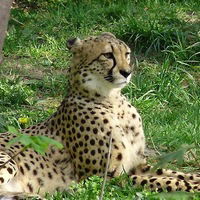 Денис Семенов