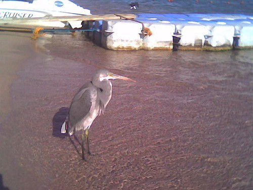 Иван Берлиоз