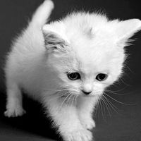 Виктория Черкас