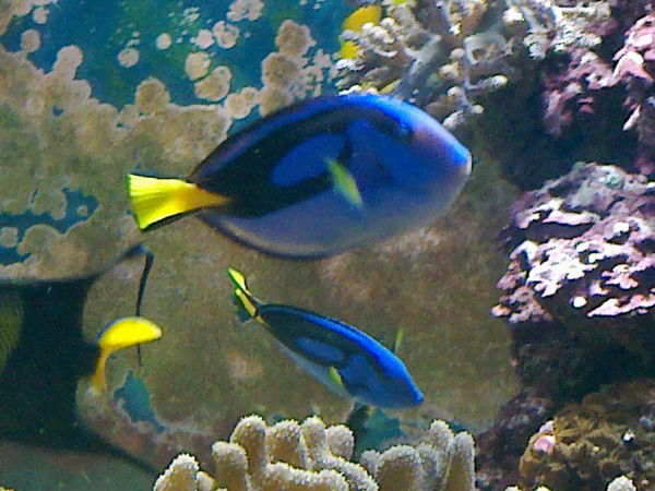 Елена Туник