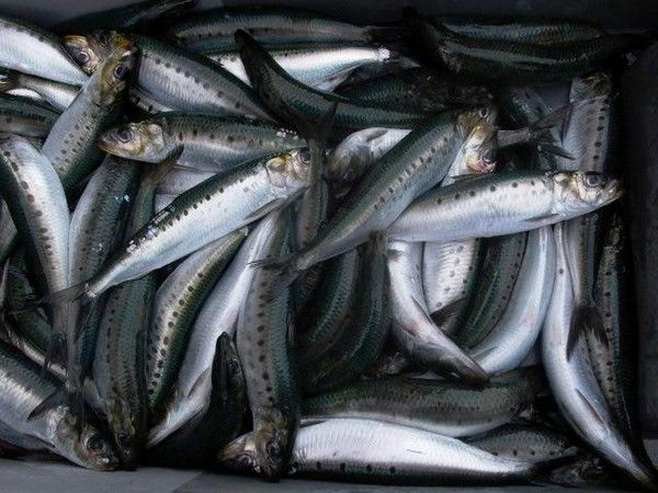 Сергей Плохих