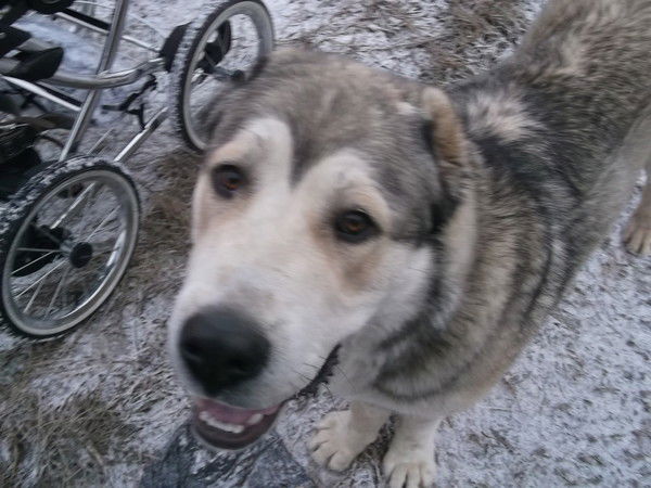 Алексей Трофименко