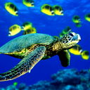 Павлюк Степан