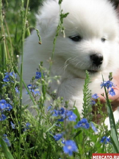 Марина Васильева