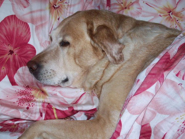 Светлана Афанасова